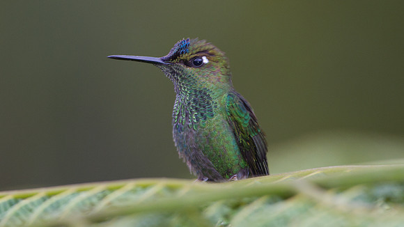 Violet-fronted Brilliant (Heliodoxa leadbeateri)