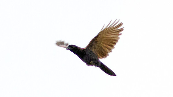 Violaceous Jay (Cyanocorax violaceus)