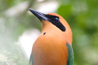Rufous Motmot (Baryphthengus martii)
