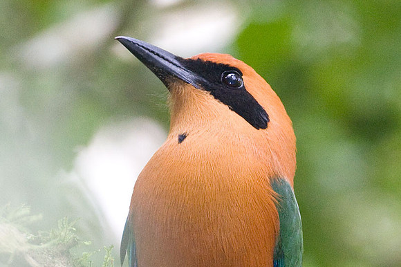 Rufous Motmot (Baryphthengus martii)