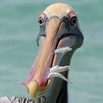 Brown Pelican (Pelecanus occidentalis)