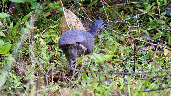 Undulated Tinamou (Crypturellus undulatus)