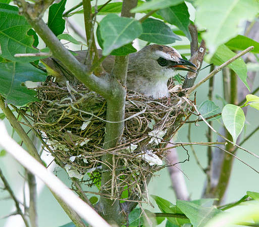 Yellow-vented bulbul (Pycnonotus goiavier)