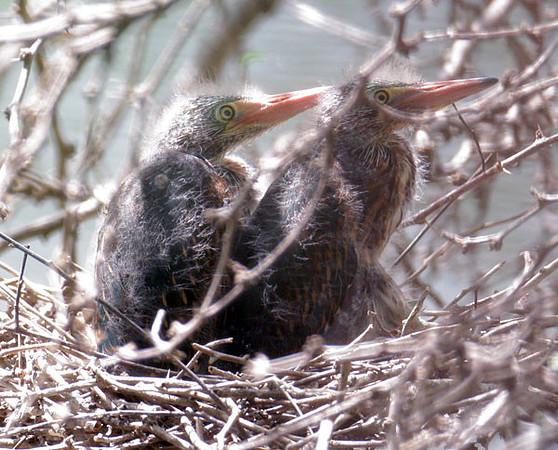 Green Heron (Butorides virescens) juvenile