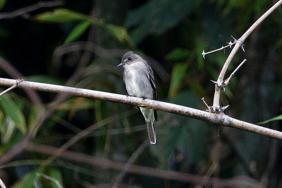 Eastern Wood Pewee (Contopus virens)
