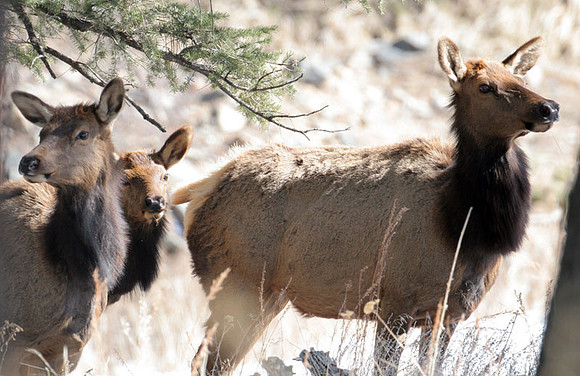 Elk (Cervus canadensis) also known as Wapiti