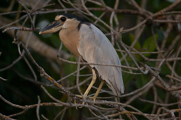 Boat-billed Heron (Cochlearius cochlearius)