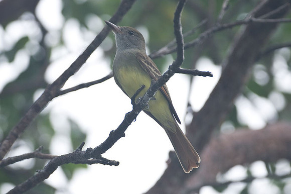Great Crested Flycatcher (Myiarchus crinitus)