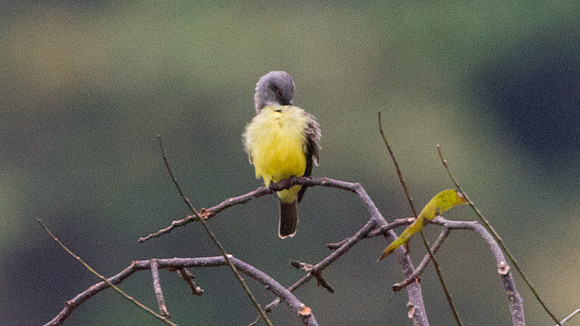 Tropical Kingbird (Tyrannus melancholicus)