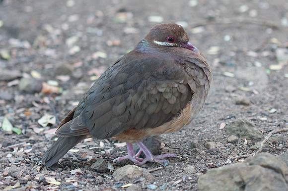 Bridled Quail-dove (Geotrygon mystacea)