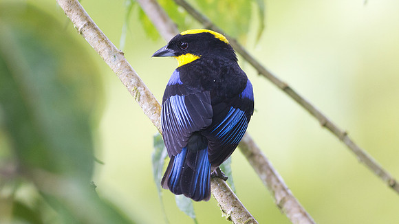 Blue-winged Mountain Tanager (Anisognathus somptuosus)