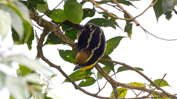 Gilded Barbet (Capito auratus)