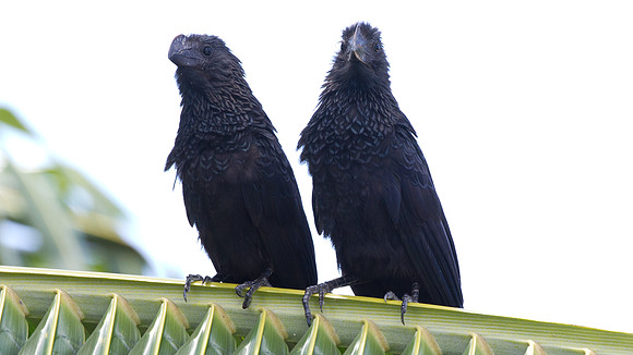 Smooth-billed Ani (Crotophaga ani)