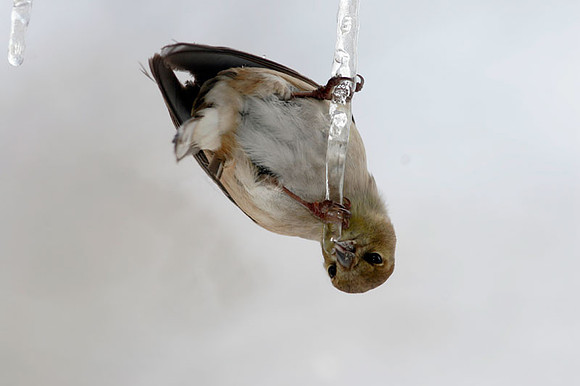 American Goldfinch (Carduelis tristis)