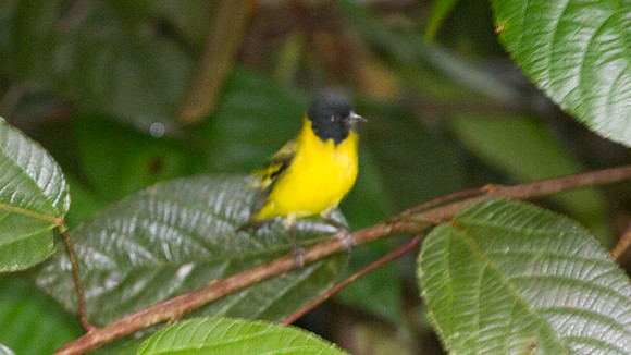 Unidentified