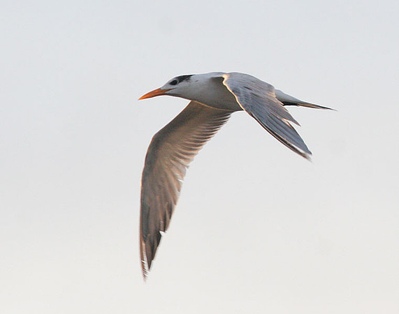 Royal Tern (Thalasseus maximus)