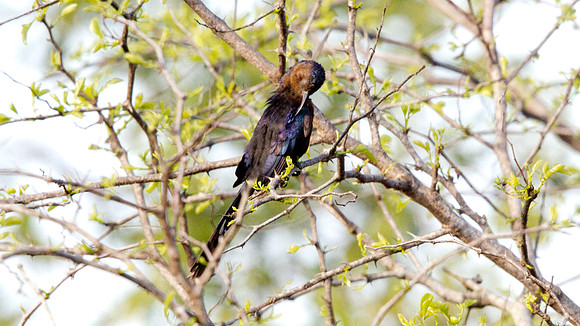 Common Scimitarbill (Rhinopomastus cyanomelas)