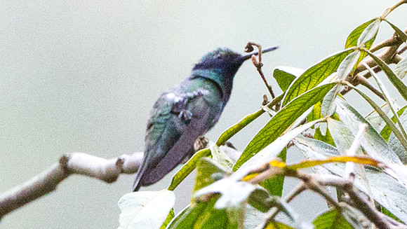 Sparkling Violetear (Colibri coruscans)