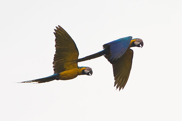 Blue-and-Yellow Macaw (Ara ararauna) also known as the Blue-and-Gold Macaw