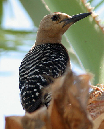 Gila Woodpecker (Melanerpes uropygialis)