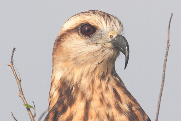 Snail Kite (Rostrhamus sociabilis) juvenile