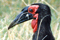 Southern Ground Hornbill (Bucorvus leadbeateri)