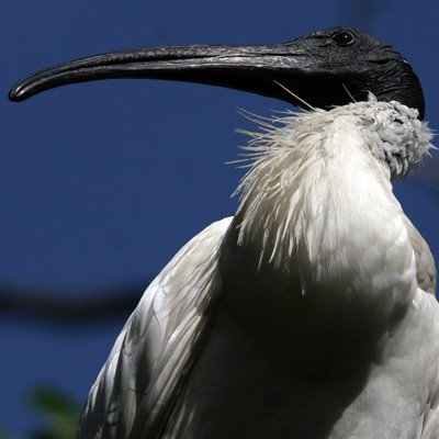 Australian White Ibis (Threskiornis molucca)