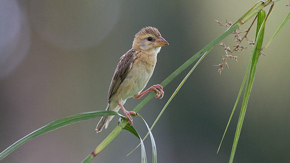Baya Weaver (Ploceus philippinus) female