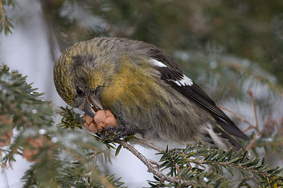 Two-barred Crossbill (Loxia leucoptera) female; also known as White-winged Crossbill