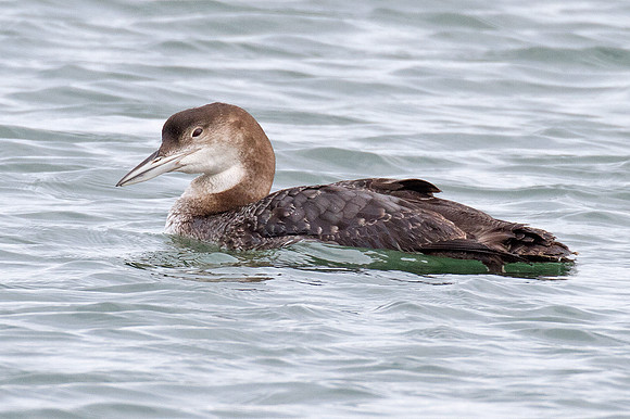 Great Northern Loon (Gavia immer) also known as Common Loon or Great Northern Diver