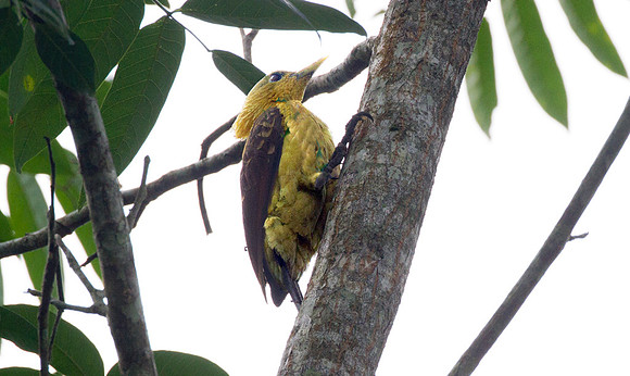 Cream-colored Woodpecker (Celeus flavus)