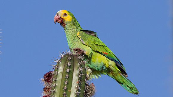 Yellow-shouldered Amazon (Amazona barbadensis)