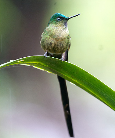 Violet-tailed Sylph (Aglaiocercus coelestis)