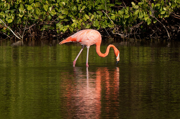 Greater Flamingo (Phoenicopterus roseus)