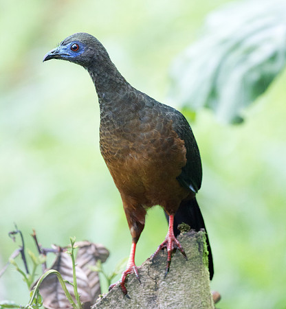 Sickle-winged Guan (Chamaepetes goudotii)