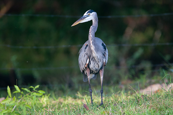 Great Blue Heron (Ardea herodias)