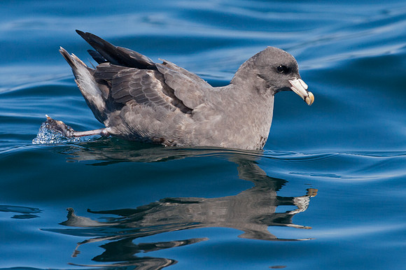 Northern Fulmar (Fulmarus glacialis) also known as  Arctic Fulmar