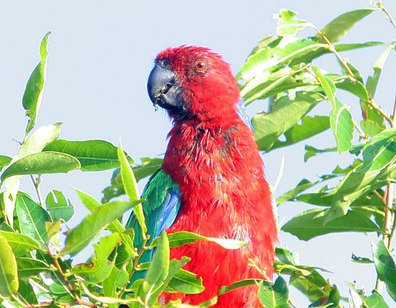Red Shining Parrot (Prosopeia tabuensis) also known as Maroon Shining-parrot