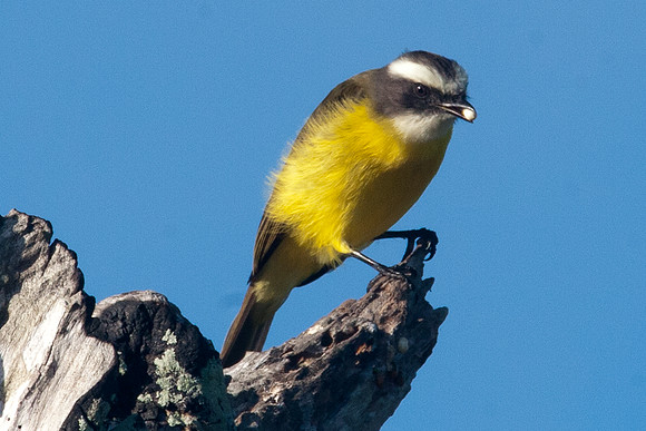 Social Flycatcher (Myiozetetes similis)