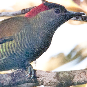 Golden-olive Woodpecker (Colaptes rubiginosus)