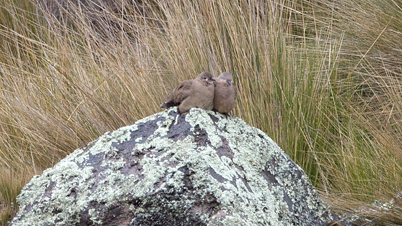 Black-winged Ground Dove (Metriopelia melanoptera)
