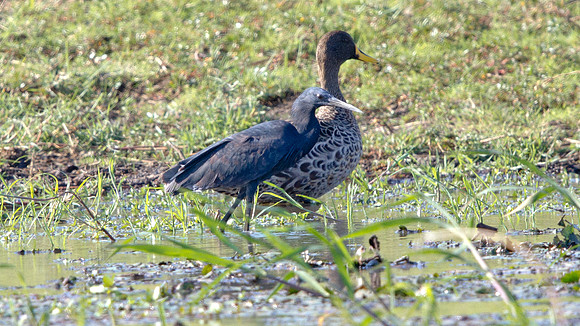 Black Heron (Egretta ardesiaca)