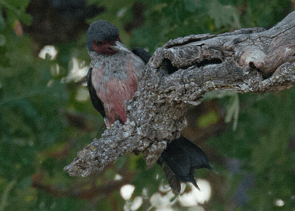Lewis's Woodpecker (Melanerpes lewis)
