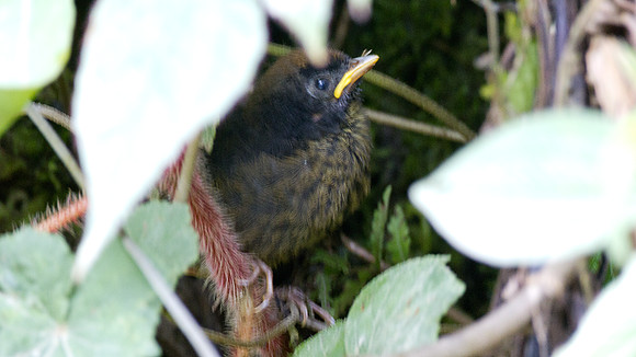 Black-faced Brush-finch (Atlapetes melanolaemus)