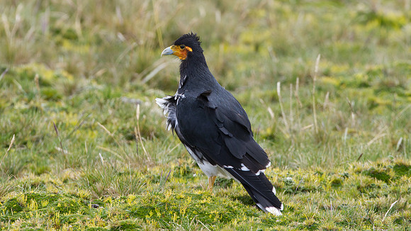 Carunculated Caracara (Phalcoboenus carunculatus)