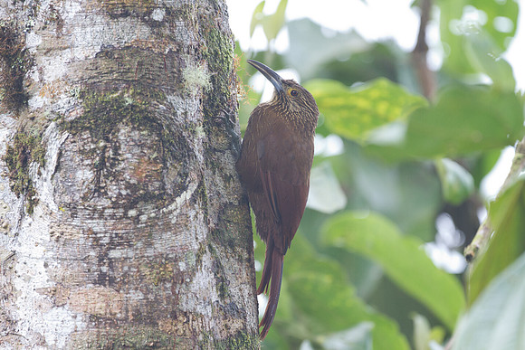 Strong-billed Woodcreeper (Xiphocolaptes promeropirhynchus)