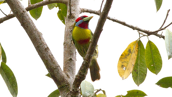 Versicoloured Barbet (Eubucco versicolor)