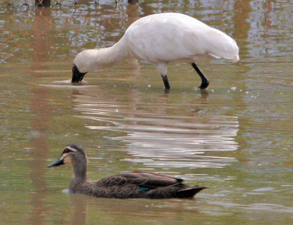 Royal Spoonbill (Platalea regia) also known as Black-billed Spoonbill