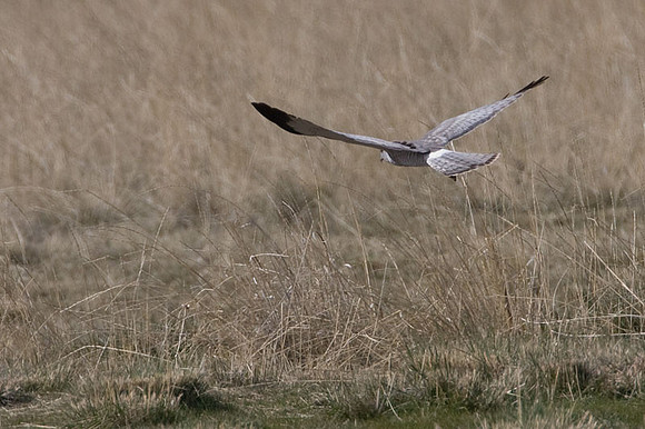 Hen Harrier (Circus cyaneus) also known as Northern Harrier