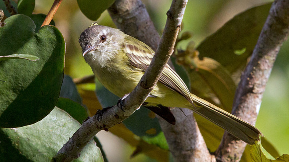Yellow-crowned Tyrannulet (Tyrannulus elatus)